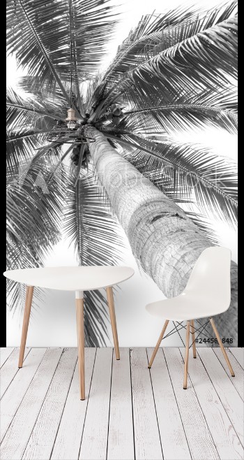 Picture of beautiful palms coconut tree on white background